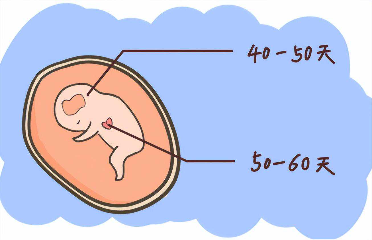 试管移植后，多久有胎心胎芽？