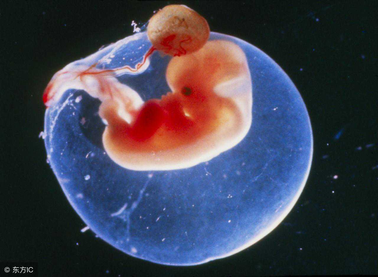 怀孕40天了，未见卵黄囊是什么鬼？
